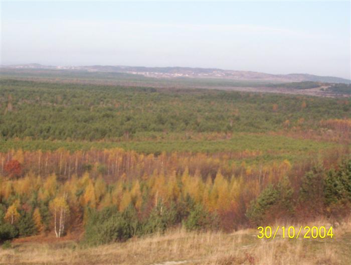 sosonowiec 025-P.Błędowska.jpg
